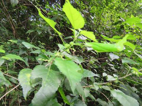 Image of Acalypha glabrata f. glabrata