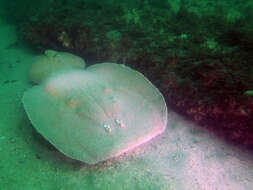 Image of coffin rays