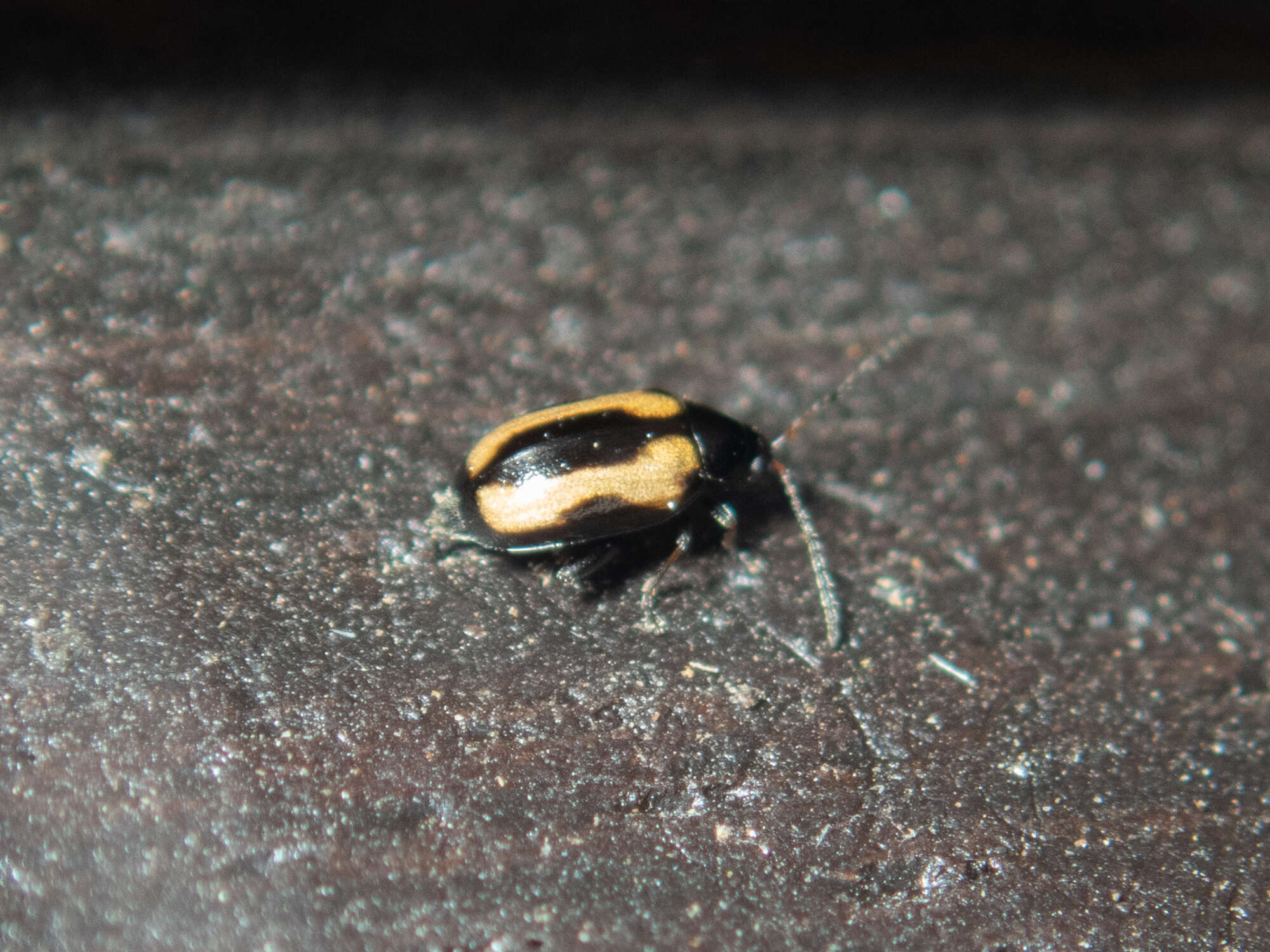 Image of Striped flea beetle
