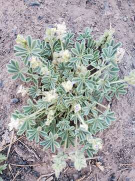 Plancia ëd Lupinus kingii S. Watson