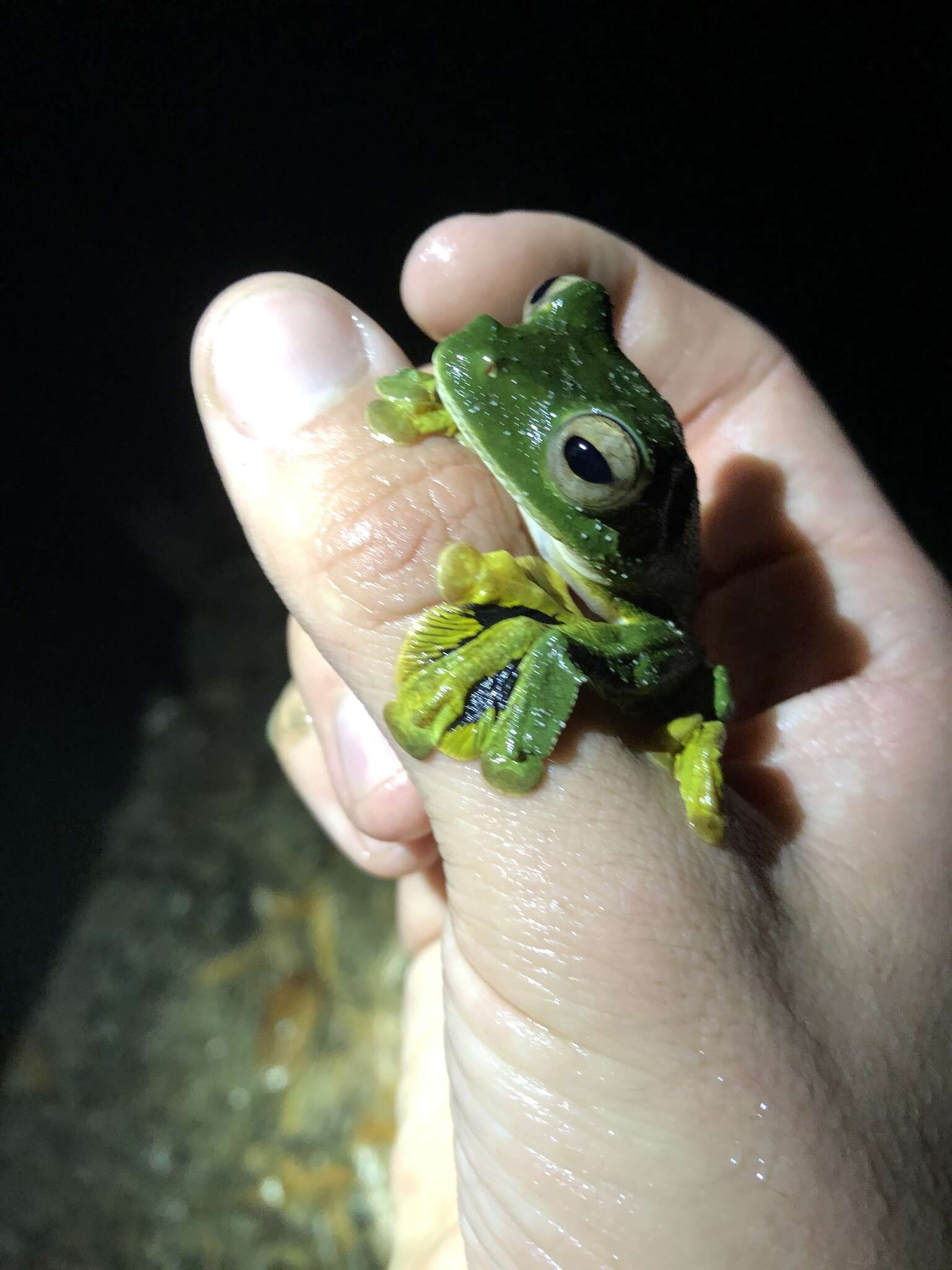 Imagem de Rhacophorus nigropalmatus Boulenger 1895