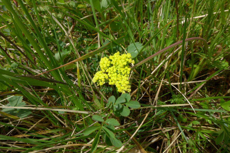 صورة Lomatium bradshawii (Rose ex Mathias) Mathias & Constance