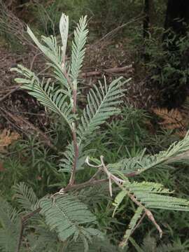 Image of Acacia dealbata subsp. dealbata