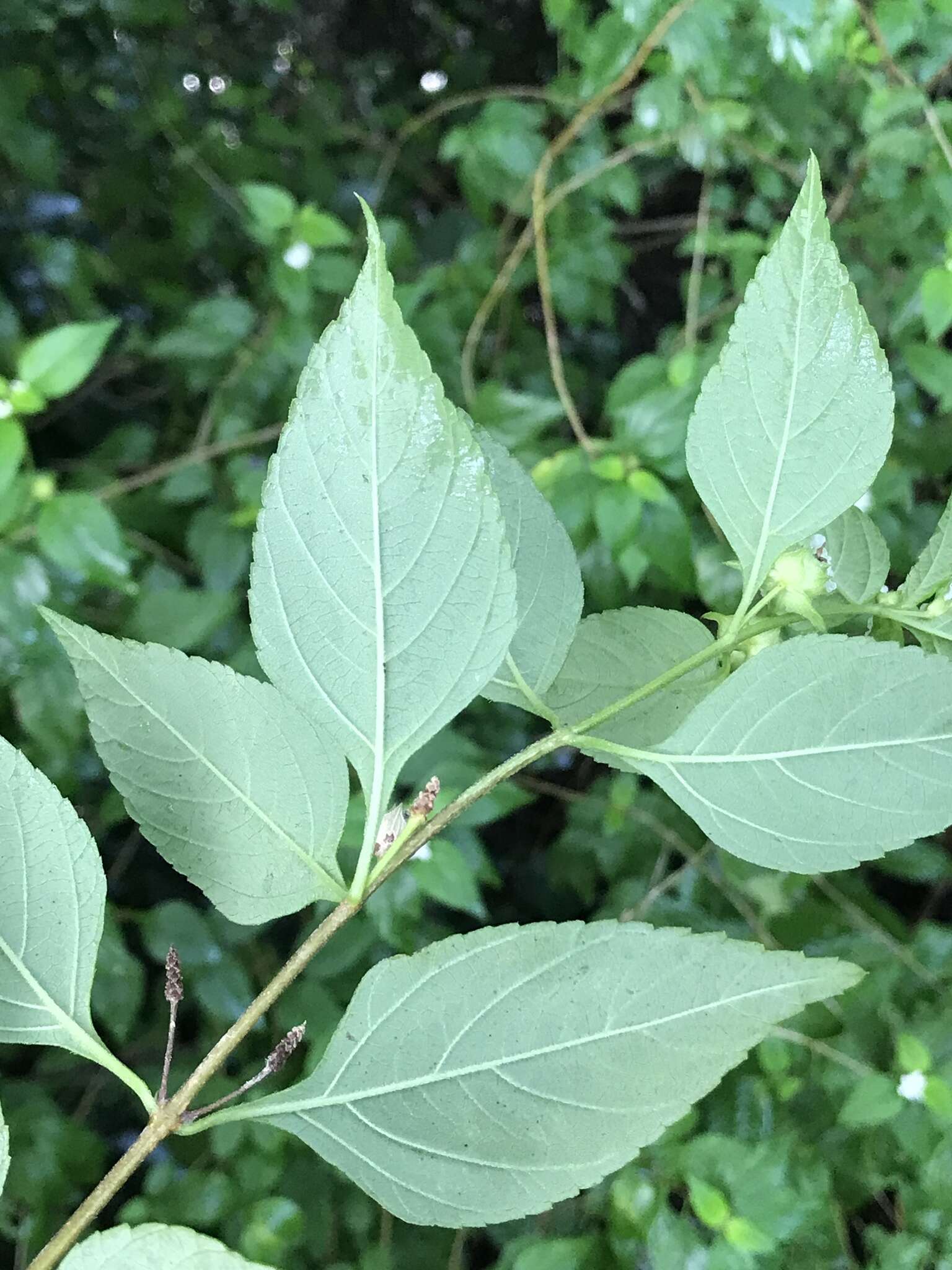 Image of hammock shrubverbena