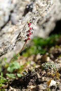 Plancia ëd Saxifraga cernua L.