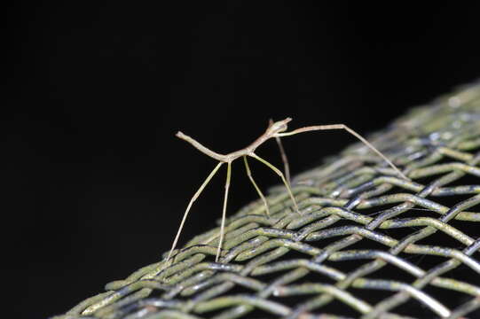 Image de Entoria miyakoensis Shiraki 1935