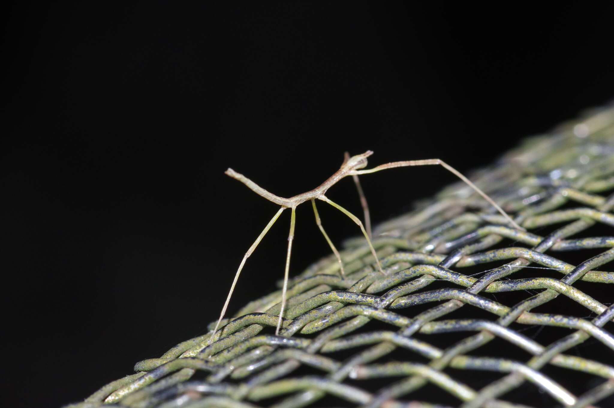 Image of Entoria miyakoensis Shiraki 1935