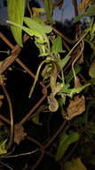 صورة Aristolochia pringlei Rose