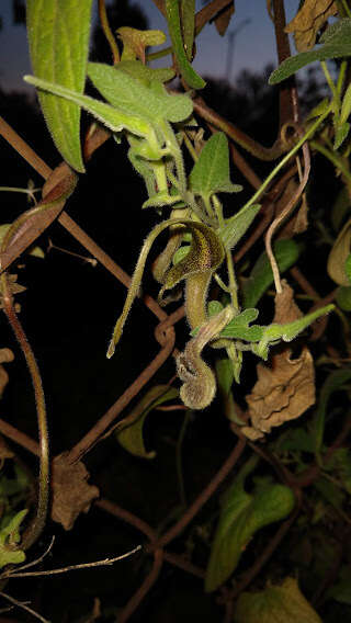 Image of Aristolochia pringlei Rose