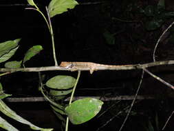 Image de Enyalioides touzeti Torres-carvajal, Almendáriz, Valencia, Yúnez-muños & Reyes 2008