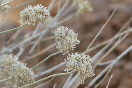 Image of Helichrysum tomentosulum (Klatt) Merxm.