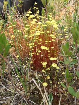 Image of yellow moosedung moss