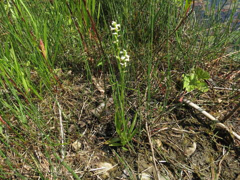 Image of Shining Ladies'-Tresses