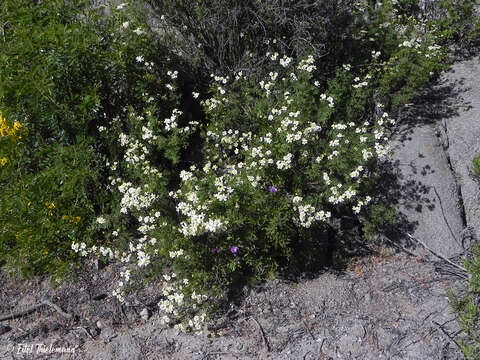 Plancia ëd Bahia ambrosioides Lag.