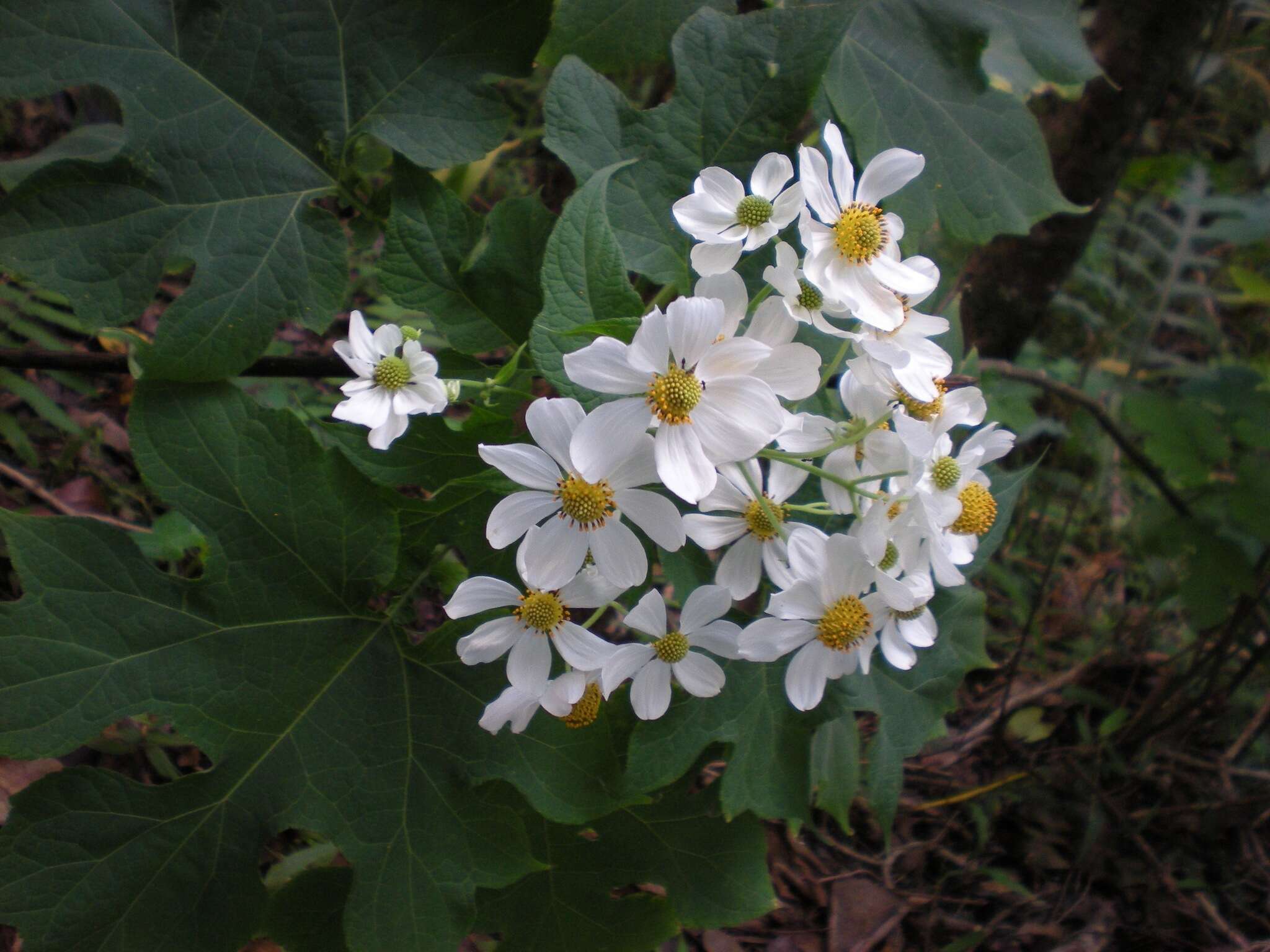 Image de Montanoa hibiscifolia (Benth.) C. Koch