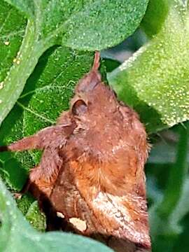 Image of Euthrix albomaculata Bremer 1861