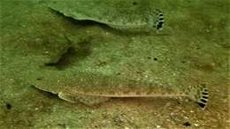 Image of Blue-spotted flathead