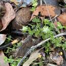 Image of Orianthera serpyllifolia subsp. serpyllifolia