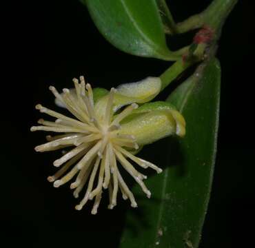 Image of Tovomita fructipendula (Ruiz & Pav.) Cambess.