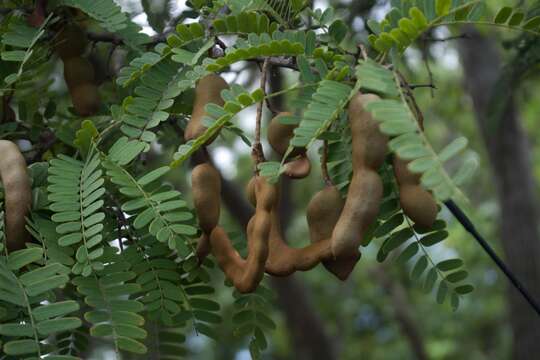 Plancia ëd Tamarindus