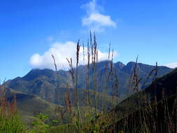 Image of Rhodocoma gigantea (Kunth) H. P. Linder