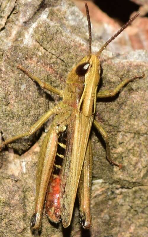 Imagem de Omocestus (Omocestus) panteli (Bolívar & I. 1887)