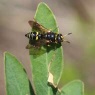 Image of Philanthus sanbornii Cresson 1865