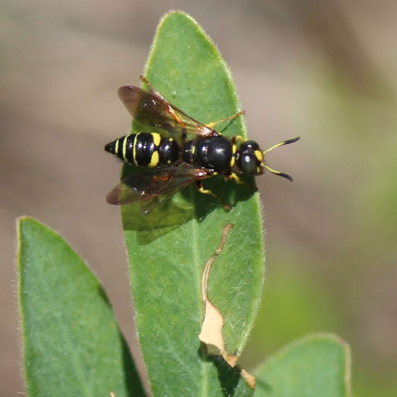 Philanthus sanbornii Cresson 1865的圖片