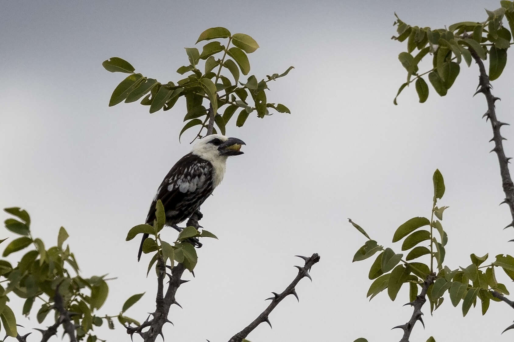 Image of White-headed Barbet