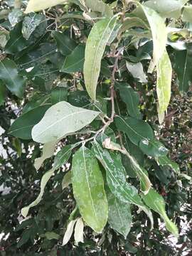 Image de Licania tomentosa (Benth.) Fritsch.