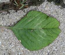 Amaranthus emarginatus subsp. emarginatus resmi