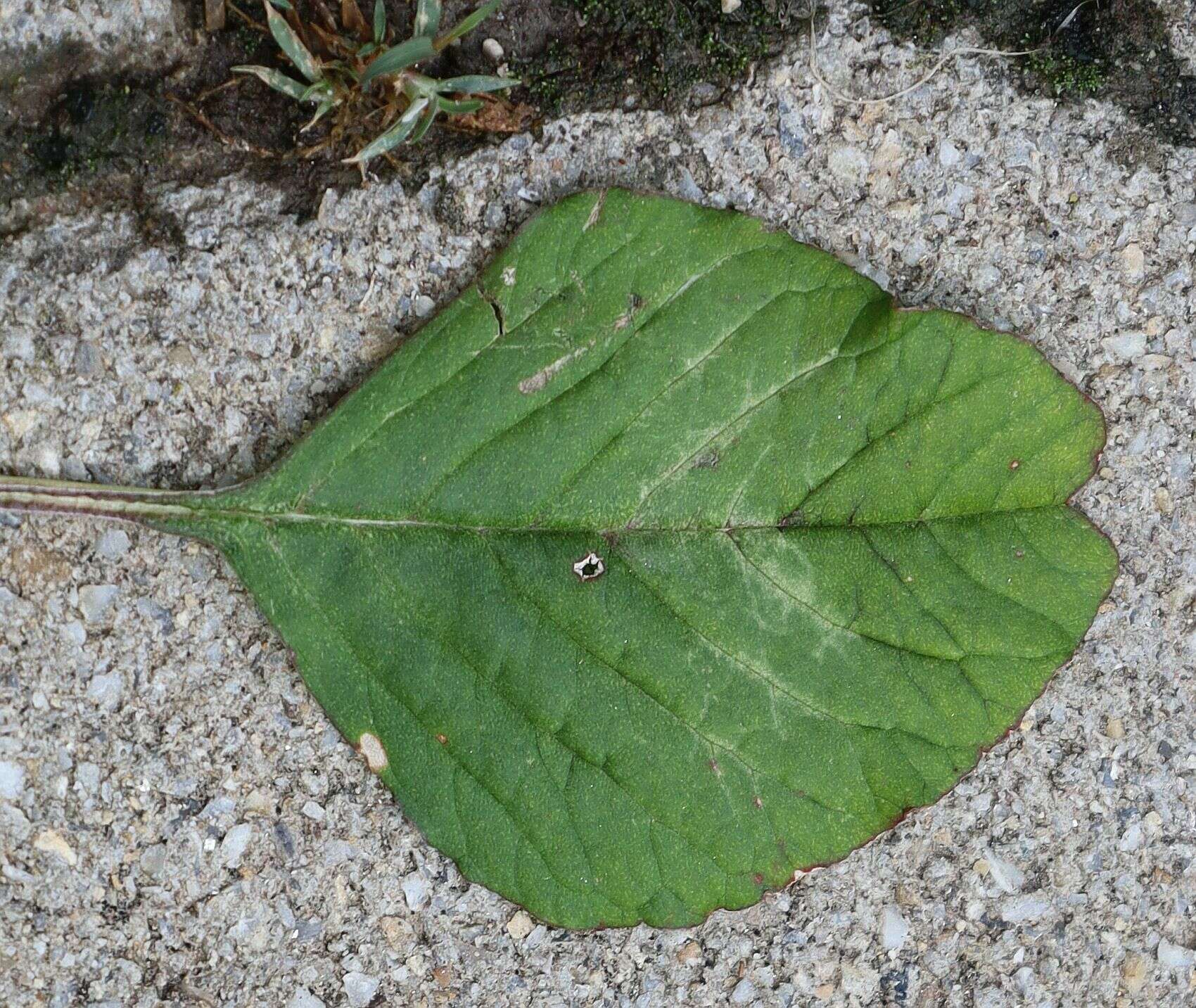 Image of Amaranthus emarginatus subsp. emarginatus