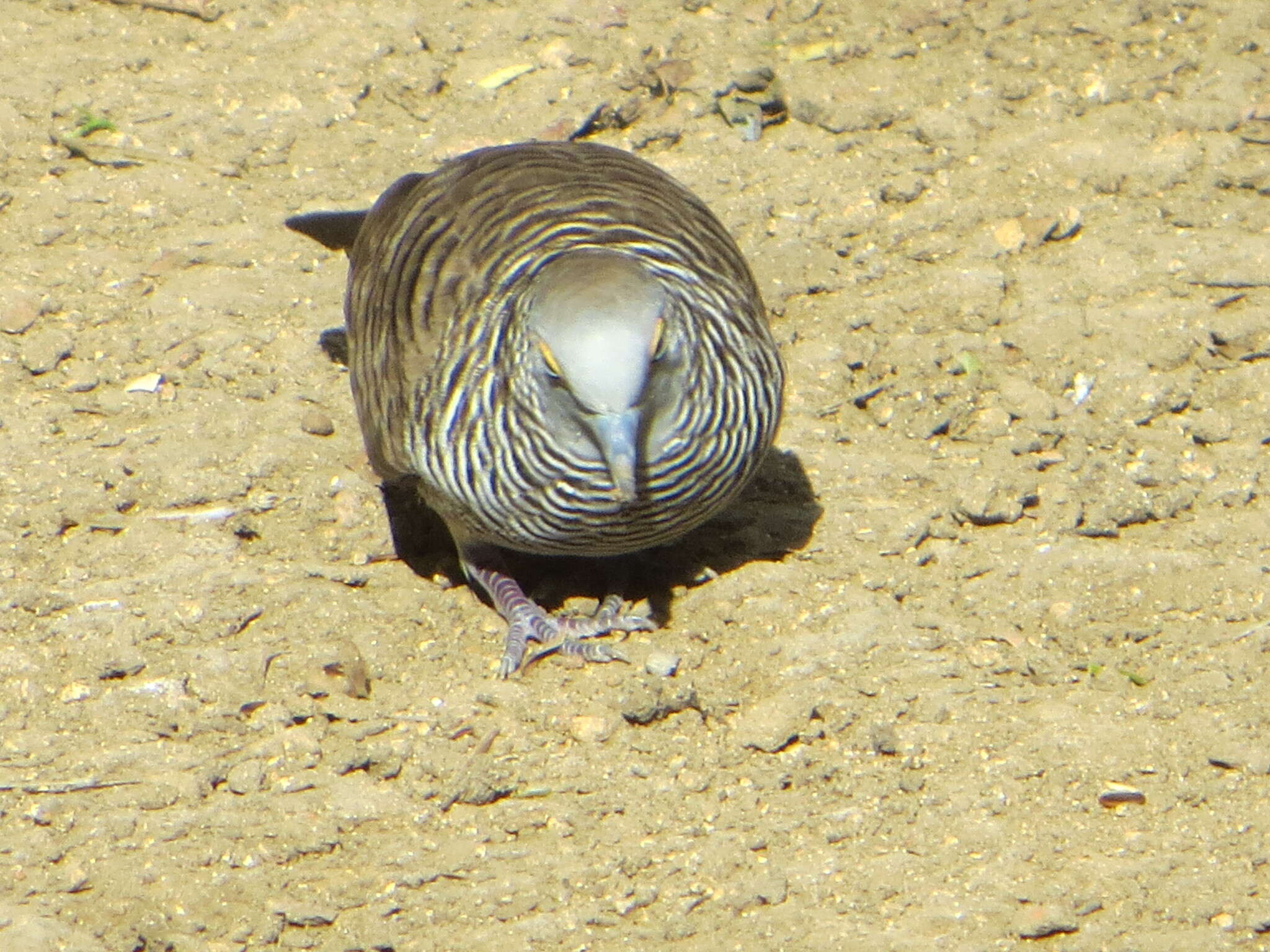 Image of Barred Dove