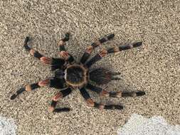 Image of Mexican Red Knee Tarantula