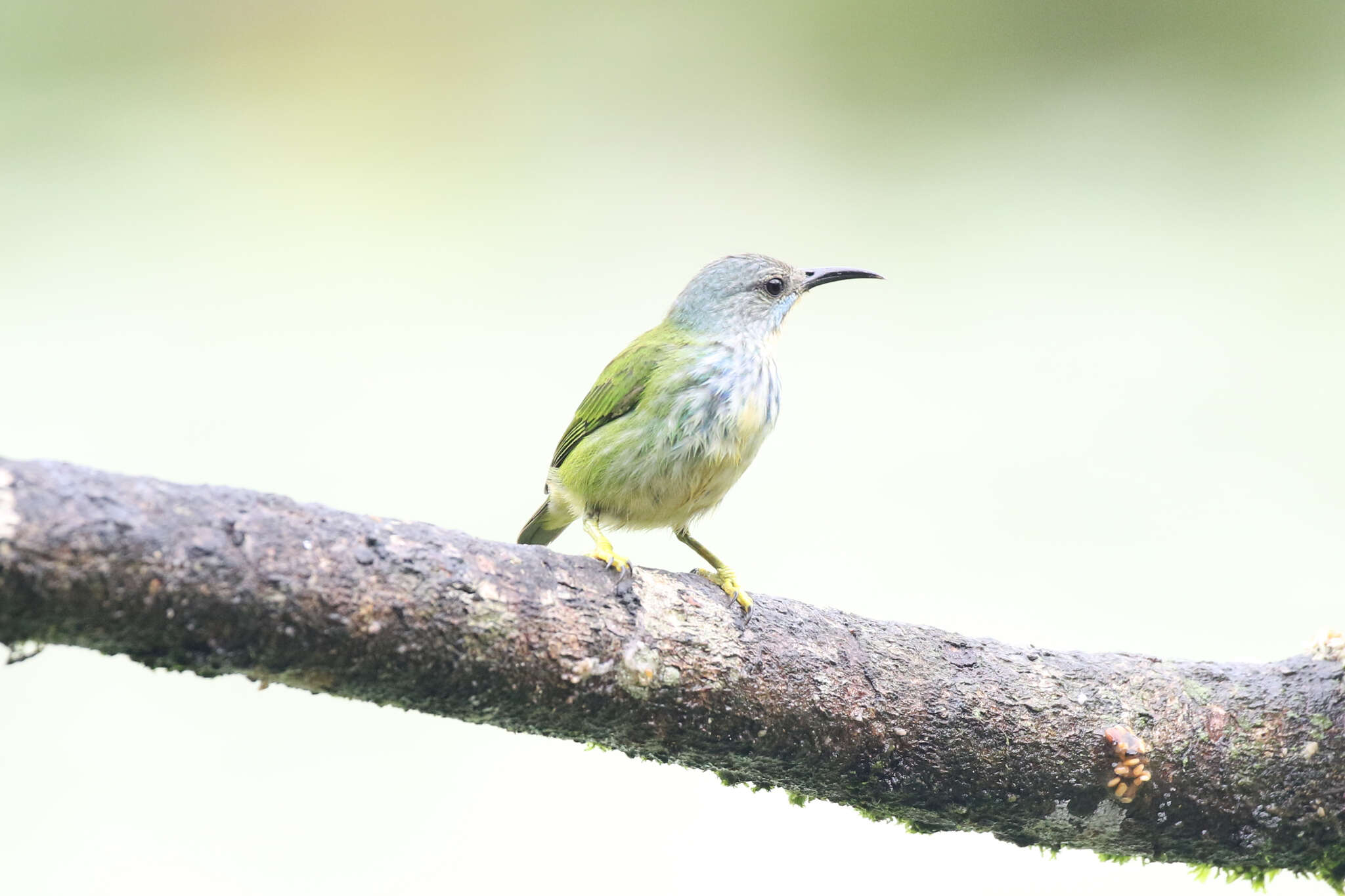 Image of Cyanerpes lucidus isthmicus Bangs 1907