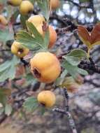 صورة Crataegus azarolus var. pontica (Koch) K. I. Christensen