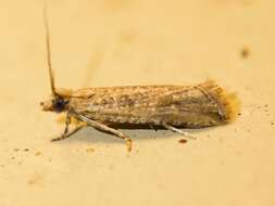 Image of Javelin Moth