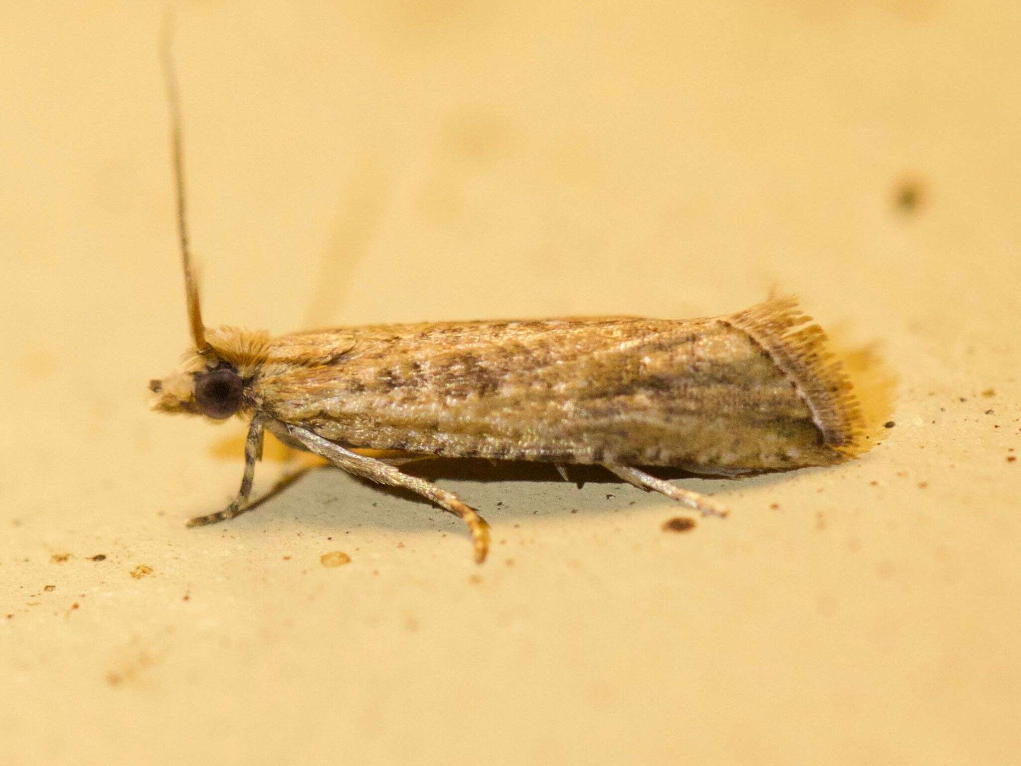 Image of Javelin Moth