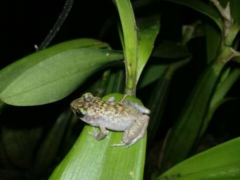 Image of Leprus Chirping Frog