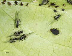 Image of Black citrus aphid