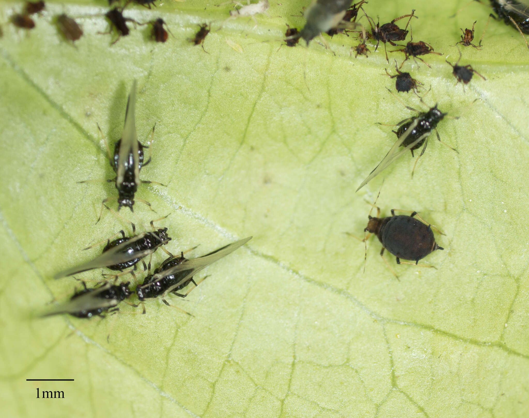 Image of Black citrus aphid