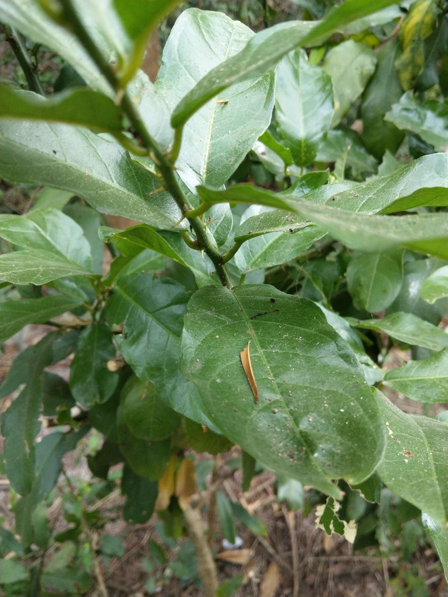 Image of Capparis henryi Matsum.