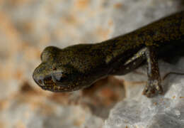 Image of Samwel Shasta Salamander