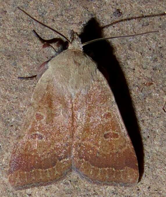 صورة Abagrotis alternata Grote 1864