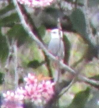 Image of White-headed Bulbul