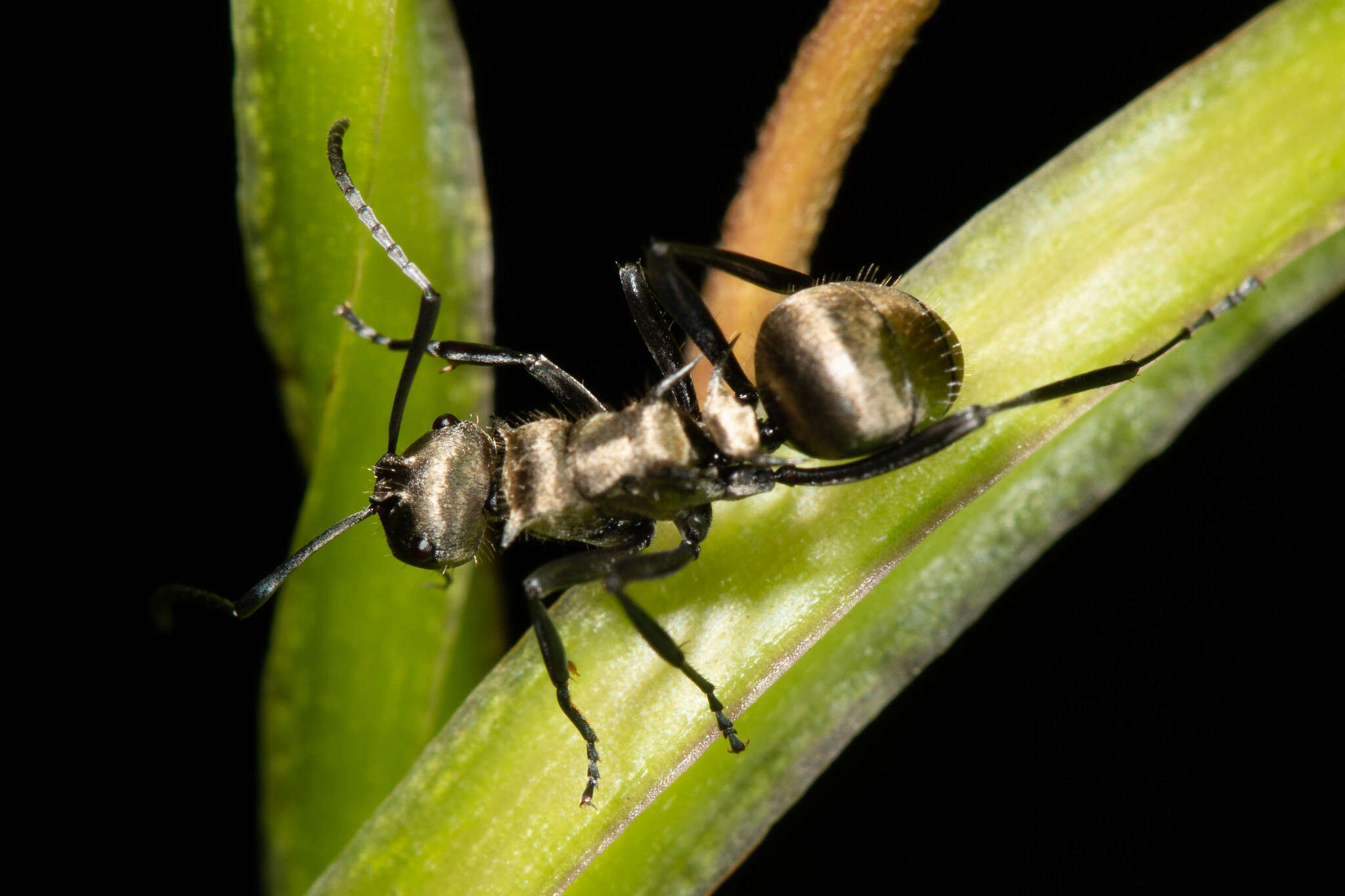 Image of Polyrhachis cupreata Emery 1895