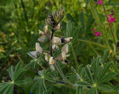 Image of Lupinus palaestinus Boiss.