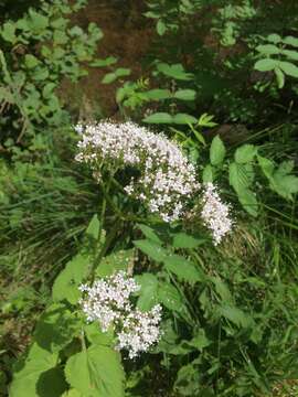 Image of Valeriana pyrenaica L.