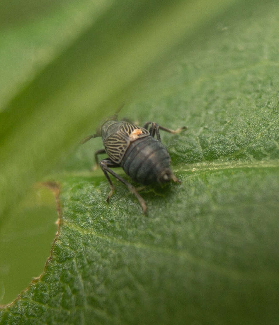 Imagem de Pissonotus brunneus Van Duzee 1897