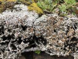 Image de Lecanora epibryon (Ach.) Ach.